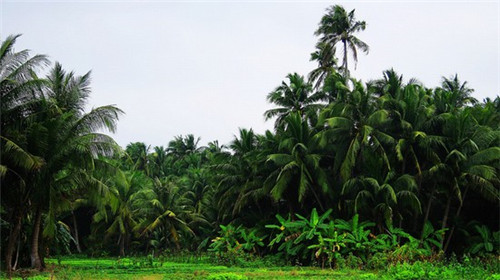 粉丝炒菠菜怎么炒的（粉丝炒菠菜图片）